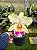 BLC MIRIAM SUZUKI X BLC SUZUKI´S YELLOW FLARE - Imagem 1
