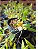 DINEMA POLYBULBON POTE 7 ( ADULTA ) - Imagem 1