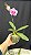 PHALAENOPSIS INOCENCE PLANTA ADULTA - Imagem 2