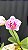 PHALAENOPSIS INOCENCE PLANTA ADULTA - Imagem 1