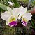 CATTLEYA HIBRIDA SELEÇÃO ESPECIAL ( LOTE MISTO ) - Imagem 8