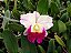 CATTLEYA HIBRIDA SELEÇÃO ESPECIAL ( LOTE MISTO ) - Imagem 7