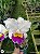 CATTLEYA HIBRIDA SELEÇÃO ESPECIAL ( LOTE MISTO ) - Imagem 2
