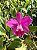 CATTLEYA DOLOSA RUBRA ( POTE 10 ) PRE ADULTA - Imagem 1
