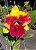 RLC SIAN FANCY #2 ( POTE 10 ) PRE ADULTA - Imagem 1