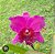 BLC EDISTO " NEW BARRY " ( POTE 10 ) PRE ADULTA - Imagem 1