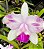 CATTLEYA INTERGLOSSA ( POTE 10 ) PRE ADULTA - Imagem 1