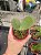 PHALAENOPSIS LYNDON MIX ZEBRA "278" - Imagem 3