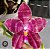 PHALAENOPSIS LYNDON MIX ZEBRA "278" - Imagem 1