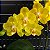 PHALAENOPSIS SOGO SHITO PELORIC 2 EYES ( MUDA PRE ADULTA ) - Imagem 1