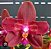 PHALAENOPSIS ZHENG MIN PARAKEET "3108" PELORICA 2 OLHOS - Imagem 1