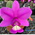 CATTLEYA NOBILIOR TIPO CORTE NA MADEIRA - Imagem 1