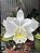 Cattleya Clark Herman ( pote 10) pré adulta - Imagem 1