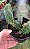 kit 2 Cattleya Walkeriana tipo ( mudas no pote 10 ) ver descrição dos cruzamentos - Imagem 3