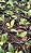 kit 2 Cattleya Walkeriana tipo ( mudas no pote 10 ) ver descrição dos cruzamentos - Imagem 4