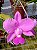 kit 2 Cattleya Walkeriana tipo ( mudas no pote 10 ) ver descrição dos cruzamentos - Imagem 2
