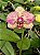 PHALAENOPSIS SUNSET FAIRY ( KLEOPATRA ) - Imagem 1