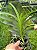 VANDA LAMBOKENSIS X VANDA CRISTATA - Imagem 2