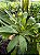 BIFRENARIA HARRISONIAE X BIFRENARIA VILELLINA - Imagem 3
