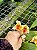 BIFRENARIA HARRISONIAE X BIFRENARIA VILELLINA - Imagem 2