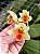 BIFRENARIA HARRISONIAE X BIFRENARIA VILELLINA - Imagem 1