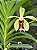 VANDA CRISTATA X VANDA BARNESII - Imagem 1