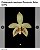 PHALAENOPSIS FLORESENSIS X SPECIOSA ( LOTE A FLORIR ) - Imagem 1