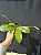 PHALAENOPSIS FLORESENSIS X SPECIOSA ( LOTE A FLORIR ) - Imagem 3