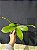 PHALAENOPSIS FLORESENSIS X SPECIOSA ( LOTE A FLORIR ) - Imagem 2