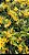 DEMDROBIUM STARDUST AMARELO - Imagem 2