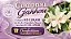 DENDROBIUM STARDUST BRANCO - Imagem 1