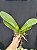 PHALAENOPSIS ALBA HIBRIDO - Imagem 2