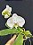PHALAENOPSIS ALBA HIBRIDO - Imagem 1
