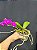 PHALAENOPSIS MALTA PINK - Imagem 2