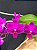 PHALAENOPSIS MALTA PINK - Imagem 1