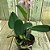 Cattleya walkeriana “ Dayane wenzel x rancher  nazer" - Imagem 2
