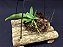 Muda de Cattleya walkeriana " estrela da colina " - Imagem 4