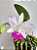 Cattleya walkeriana Tokio Semi alba adulta Lacre Preto meristema F1 - Imagem 1