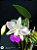 Cattleya walkeriana Tokio Semi alba adulta Lacre Preto meristema F1 - Imagem 2