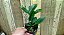Cattleya aclandiae" mãe preta x mercedita" sem lacre - Imagem 2