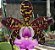 Cattleya aclandiae" mãe preta x mercedita" sem lacre - Imagem 1