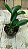 Cattleya aclandiae" mãe preta x mercedita" sem lacre - Imagem 3