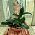 Cattleya aclandiae "mãe preta x mercedita" - Imagem 3