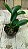 Cattleya Aclandiae " Itaparica x Caliman " planta adulta - Imagem 3