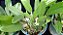 KIT PROMICIONAL Dendrobium Lindley 2 unidades planta adulta - Imagem 3