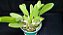 Dendrobium LINDLEY planta  adulta - Imagem 3