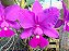 CATTLEYA WALKERIANA CAROLA X C. WALKERIANA CAPELINHA - Imagem 1