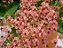 Ki de orquideas, Twinkle branca e vermelho e Rodricidium plantas adultas - Imagem 2