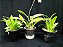 Ki de orquideas, Twinkle branca e vermelho e Rodricidium plantas adultas - Imagem 4