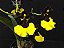 Oncidium Mulata Dancing  especie  ( PRE  ADULTA ) - Imagem 1